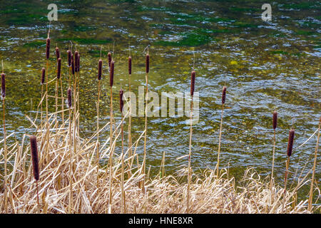 Binsen wachsen neben Fluss Stockfoto