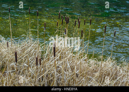 Binsen wachsen neben Fluss Stockfoto