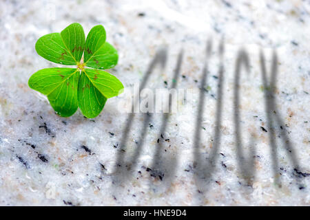 4-blättrige Kleeblatt, vierblättrigen Klee (Oxalis Tetraphylla), Glück Symbol, Vierblättriges Kleeblatt, vierblättrigen (Oxalis Tetraphylla), Glückssymbol Stockfoto