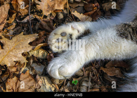 Katzen Pfoten gegen Herbstlaub Stockfoto