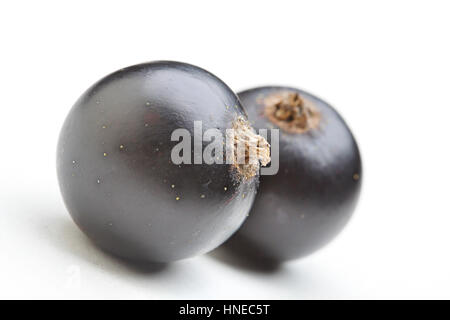 Close - Up von schwarzen Johannisbeeren auf weißem Hintergrund Stockfoto