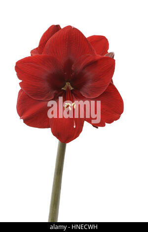 Hippeastrum "Grand Diva" Stockfoto