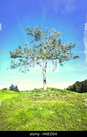 Einsamer Baum im Feld Stockfoto