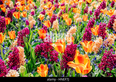 Bereich der wilden Blumen. Stockfoto