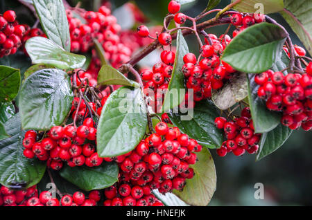 Rote Beeren auf eine Zwergmispel Pflanze im späten Winter. Stockfoto