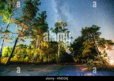Kiefer in den Sand am Strand Stockfoto