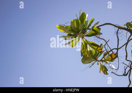 Detail der Terminalia Catappa oder Land Mandel-Baum-Blätter Stockfoto