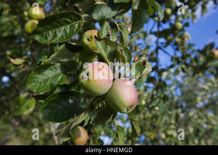 Nahaufnahme der Äpfel am Baum Reifen Stockfoto