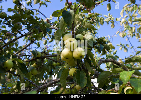 Nahaufnahme von grünen Äpfeln auf Baum wächst Stockfoto