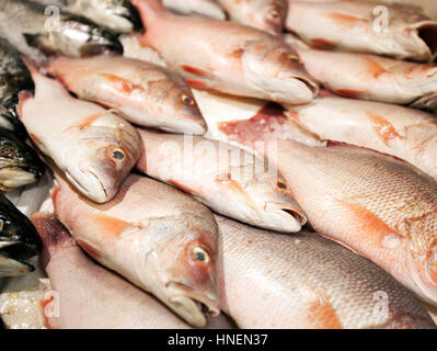 Nahaufnahme des frisch gefangenen Fische im Markt Stockfoto