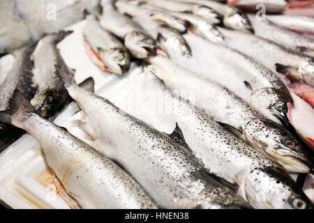 Nahaufnahme des frisch gefangenen Fische im Markt Stockfoto