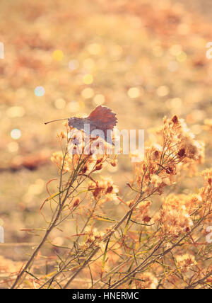 Ein einziges, Frost-umrandeten goldene Blatt beruht auf getrockneten Blumen vor dem glitzernden gold Hintergrund. Es wird herbstlich in Gefühl und Gegenstand. Stockfoto