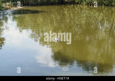 Teich mit Enten künstlich. Kunststoff-Attrappen Enten im Teich. Stockfoto