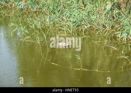 Teich mit Enten künstlich. Kunststoff-Attrappen Enten im Teich. Stockfoto