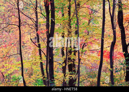 Getönten Bild von Waldbäumen in über gesättigte Farben. Stockfoto