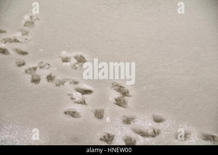 Tierspuren im Matsch in der Nähe von stream Stockfoto