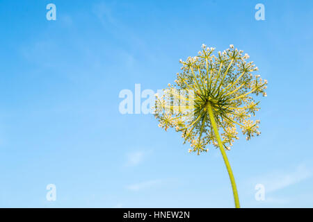 Kuh Pastinak auf Himmelshintergrund. Bereich Pflanze Sommer Blick von unten. Das Unkraut. Giftige Pflanze. Heracleum. Großer Bärenklau Stockfoto