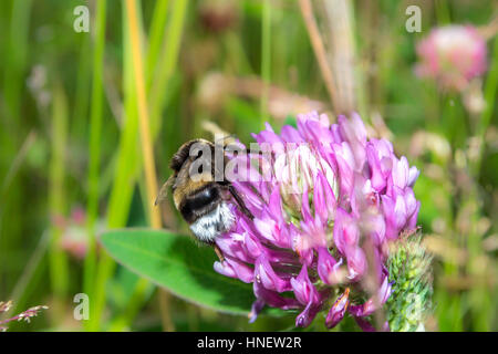 Bumblebee bestäuben Klee auf einer Wiese. Frühlingsblumen rosa Stockfoto