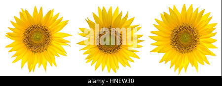 Satz von Sonnenblumen auf dem weißen Hintergrund isoliert Stockfoto