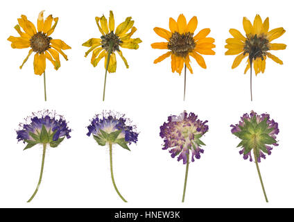 Getrocknet und gepresst die wilden Frühlingsblumen isoliert auf weißem Hintergrund. Herbarium von Klee und gelben Blüten. Satz von violetten und gelben Pflanzen Stockfoto