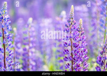 Blühenden Lupinen Blumen. Ein Feld von Lupinen. Blaue Feder und Blumen im Sommer. Sanften warmen weichen Farben, der Hintergrund jedoch unscharf. Stockfoto