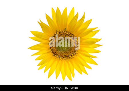 Große Sonnenblume auf dem weißen Hintergrund isoliert Stockfoto