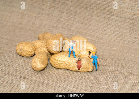 Miniatur-Menschen Hacken von Nüssen. Haselnuss. Kleine Leute brechen Erdnüsse. Kerne. Erdnüsse auf eine Leinenstruktur Stockfoto