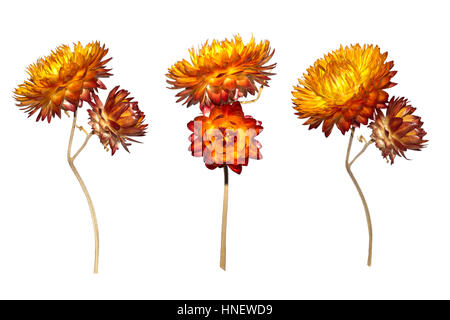 Satz von trockenen Xerochrysum Bracteatum Blume isoliert auf weißem Hintergrund. Gelbe Trockenblumen von Helichrysum Strawflower. Stockfoto