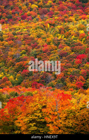 Laubbäume Nadelbäume Mischwald im Herbst, Eastern Townships, Sutton, Quebec, Kanada Stockfoto