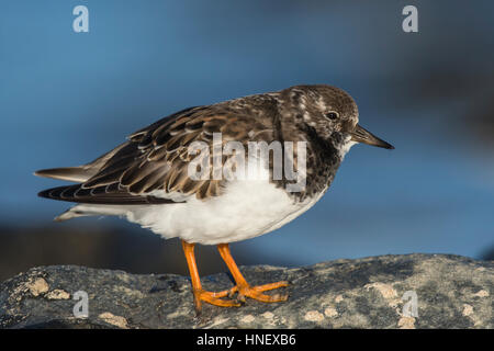 Ruddy Steinwälzer (Arenaria Interpres) stehen auf Felsen, Texel, Nordholland, Niederlande Stockfoto