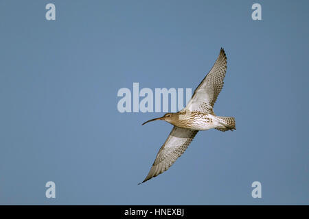 Brachvogel (Numenius Arquata), Erwachsene, im Flug, Norfolk, England, Vereinigtes Königreich Stockfoto