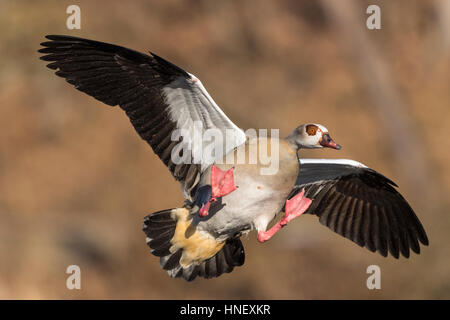 Nilgans (Alopochen Aegyptiaca) nähert, Hessen, Deutschland Stockfoto