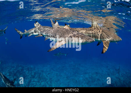 Schwarzspitzen-Riffhaie, Carcharhinus Melanopterus, Yap, Mikronesien. Stockfoto