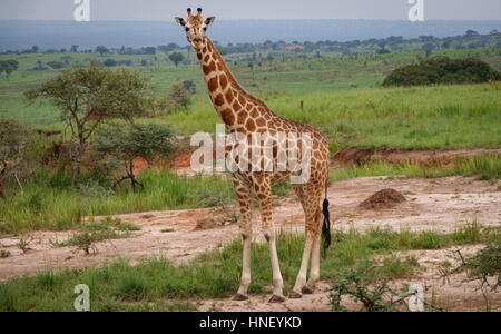 Einzelne Giraffe in Murchison Park, Uganda Stockfoto