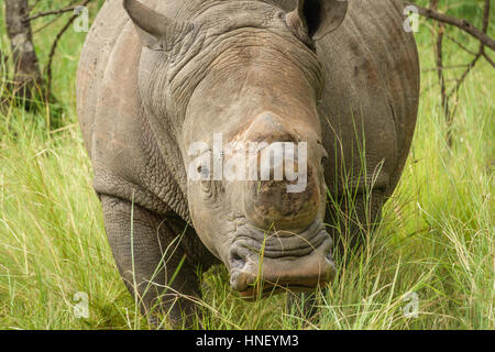 Vorderansicht des Weißes Nashorn ohne Horn in Uganda Stockfoto