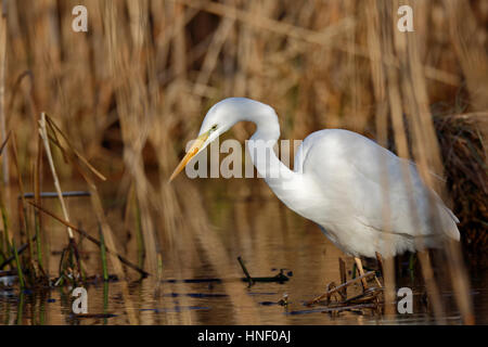 Silberreiher (Ardea Alba) im Wasser stehend, auf der Suche nach Nahrung, mittlere Elbe-Biosphärenreservat, Sachsen-Anhalt, Deutschland Stockfoto