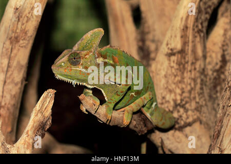 Jemenchamäleon (Chamaeleo Calyptratus), Männchen auf Baum, Arabische Halbinsel Stockfoto