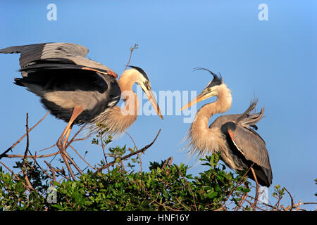 Great Blue Heron, (Ardea Herodias), Venedig Rookery, Venice, Florida, USA, Nordamerika, erwachsenes paar in der Zucht Gefieder im Zuchtgebiet Stockfoto