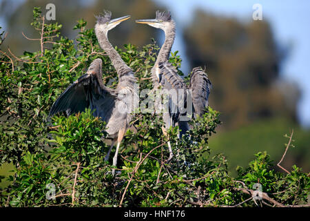 Great Blue Heron, (Ardea Herodias), Venedig Rookery, Venice, Florida, USA, Nordamerika, zwei subadulte auf Baum Stockfoto