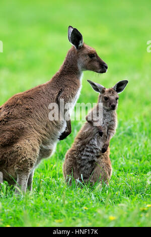 Känguru Kangaroo Island, (Macropus Fuliginosus Fuliginosus), Mutter mit jungen, South Australia, Australien Stockfoto