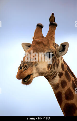 Cape Giraffe (Giraffa Giraffe Giraffa), Erwachsene Portrait mit rot in Rechnung Oxpecker, (Buphagus Erythrorhynchus), Krüger Nationalpark, Südafrika Stockfoto