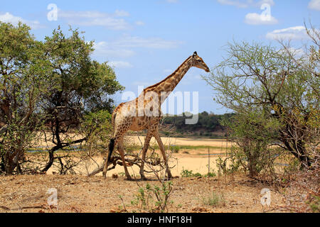 Cape Giraffe (Giraffa Giraffe Giraffa), Erwachsene, Krüger Nationalpark, Südafrika, Afrika Stockfoto
