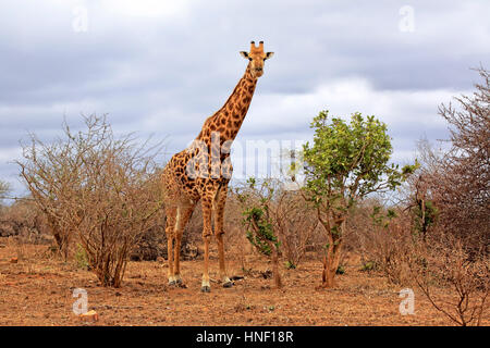 Cape Giraffe (Giraffa Giraffe Giraffa), Erwachsene, Krüger Nationalpark, Südafrika, Afrika Stockfoto