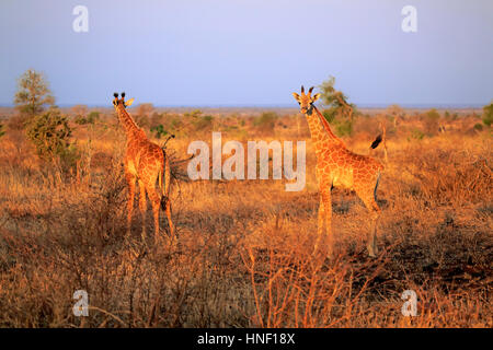 Cape Giraffe (Giraffa Giraffe Giraffa), zwei Jungtiere, Krüger Nationalpark, Südafrika, Afrika Stockfoto