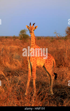 Cape Giraffe (Giraffa Giraffe Giraffa), jung, Krüger Nationalpark, Südafrika, Afrika Stockfoto