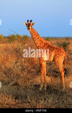 Cape Giraffe (Giraffa Giraffe Giraffa), jung, Krüger Nationalpark, Südafrika, Afrika Stockfoto