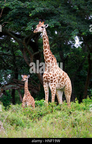 Cape Giraffe (Giraffa Giraffe Giraffa), Mutter mit jungen, St. Lucia Estuary, Isimangaliso Wetland Park, Kwazulu Natal, Südafrika, Afrika Stockfoto