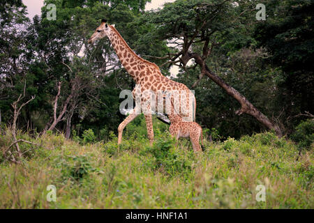 Cape Giraffe (Giraffa Giraffe Giraffa), Mutter mit jungen Wandern, St. Lucia Estuary, Isimangaliso Wetland Park, Kwazulu Natal, Südafrika Stockfoto