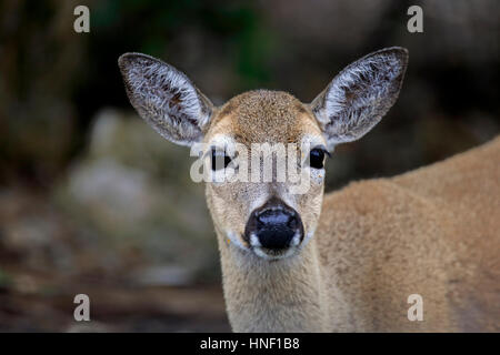 Hirsch, (Odocoileus Virginianus Clavium), National Key Deer Zuflucht, Florida, Nord Amerika, USA, Erwachsene weibliche Porträt-Taste Stockfoto