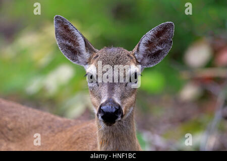 Hirsch, (Odocoileus Virginianus Clavium), National Key Deer Zuflucht, Florida, Nord Amerika, USA, Erwachsene weibliche Porträt-Taste Stockfoto